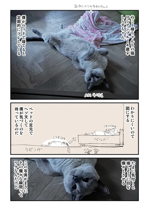 様ちゃんと猫 2/4 