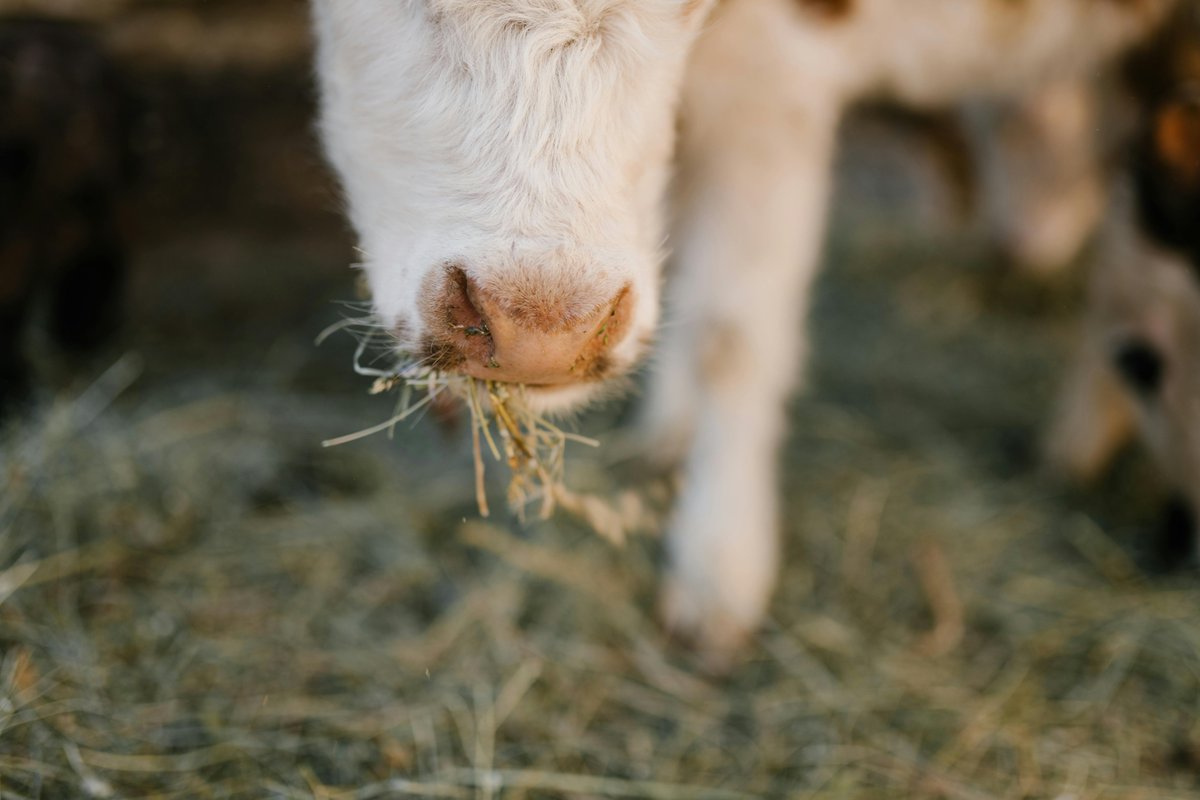Animals_MDPI's tweet photo. Day 4 of #WhatAnimalsEat – Innovations in feed
Today: improving forage quality through crop choice, processing, and integration. https://t.co/jFwuoyQoVF