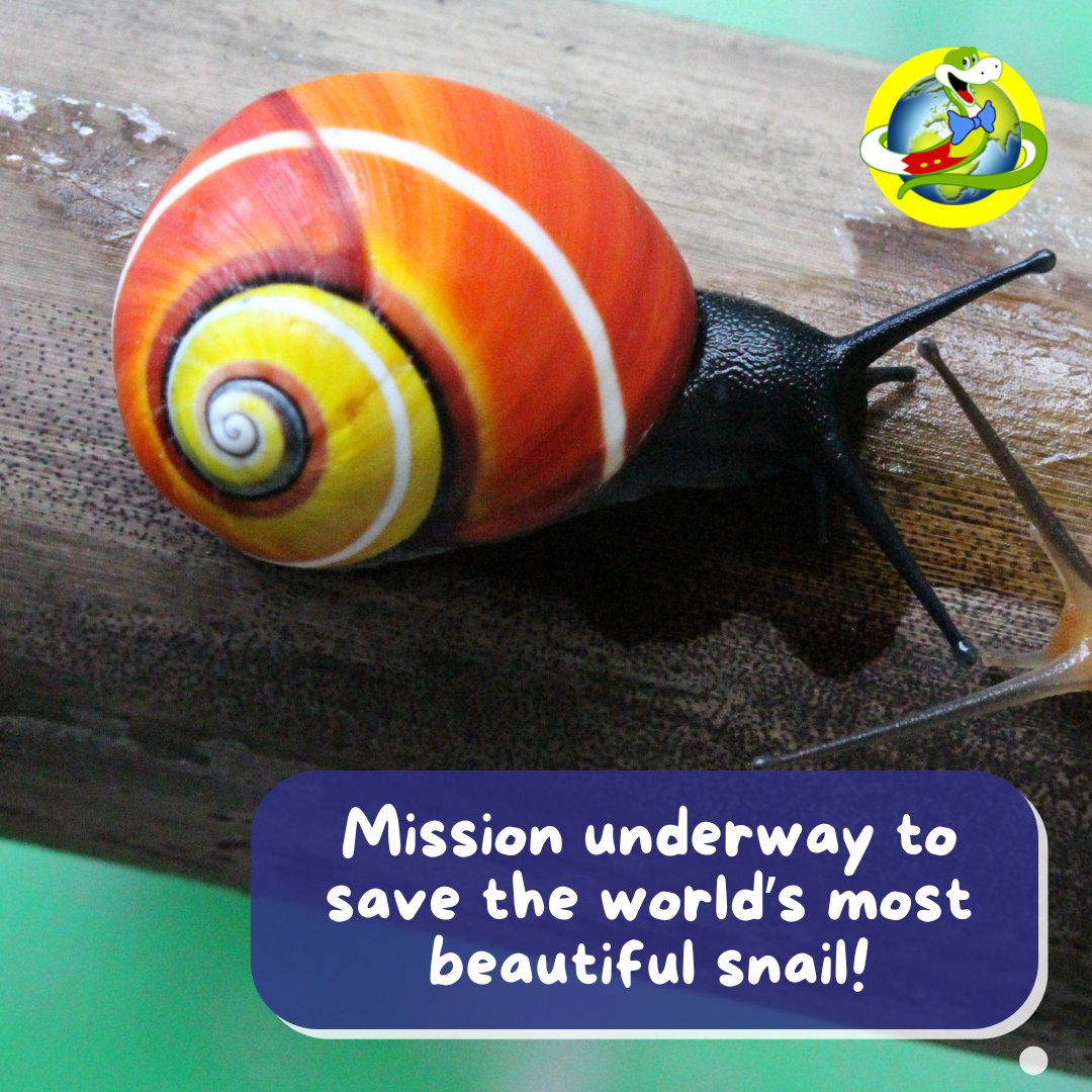 I've sssslithered into the Cuban forest to find the world’s most colourful snail - the Polymita! Their beauty puts them at risk, but scientists are working to protect them (and their fabulous DNA). 🐌 Jake x #polymita #snails #wildlife #nature #endangered 
bbc.in/4opnI8i