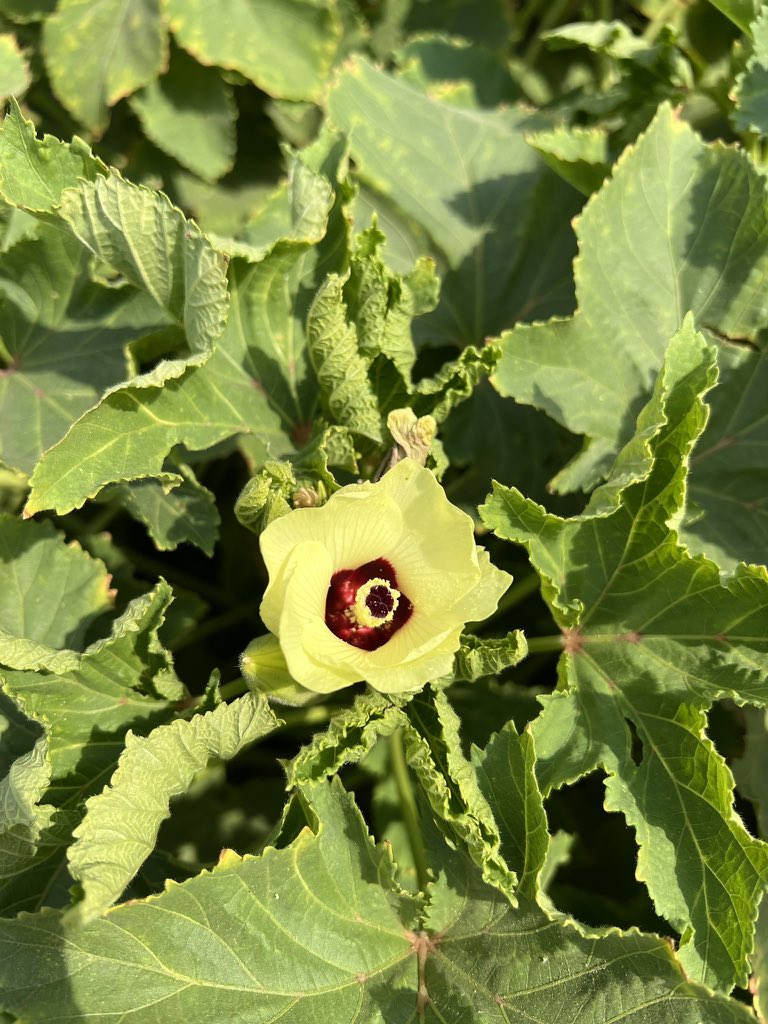 اغلى نبته بدير الزور 😂