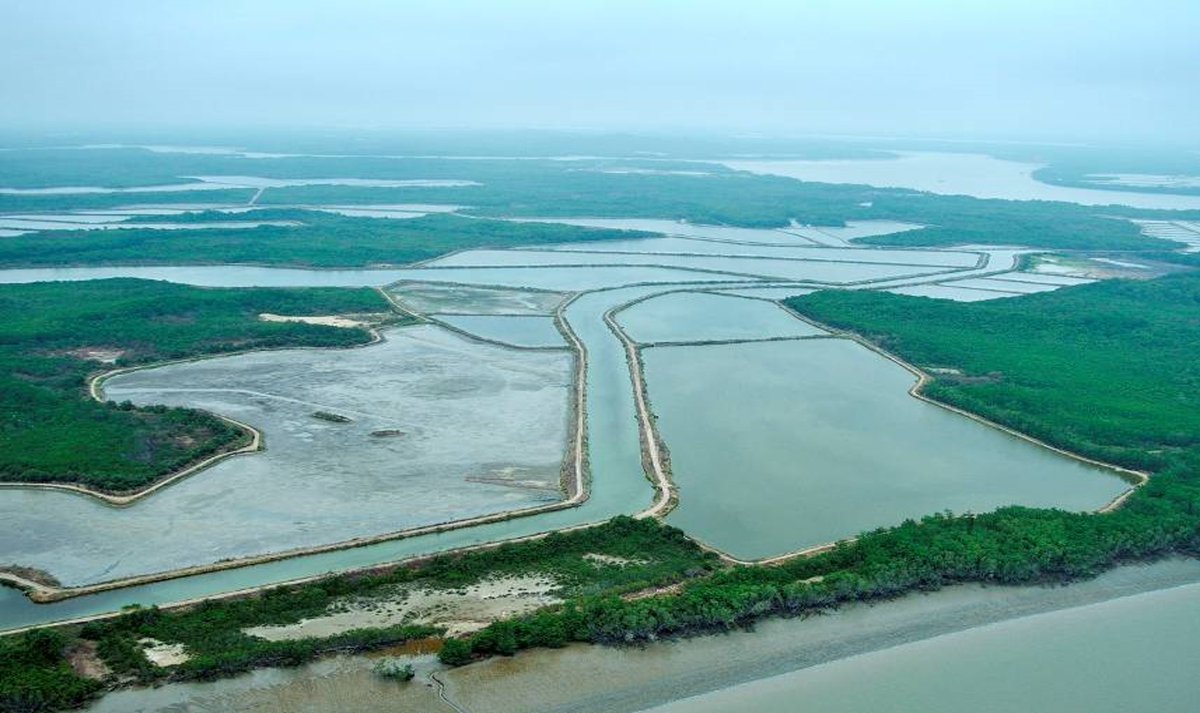 PescanovaCorp's tweet photo. La #acuicultura está redefiniendo el futuro de la alimentación sostenible. Según la @FAO este sector aporta ya el 51% de la producción mundial de pescado y marisco. Para 2032, se prevé que la producción acuícola crezca un 10%. 

Más info: https://t.co/1MojmizS3w https://t.co/0m4ybiIQ2f