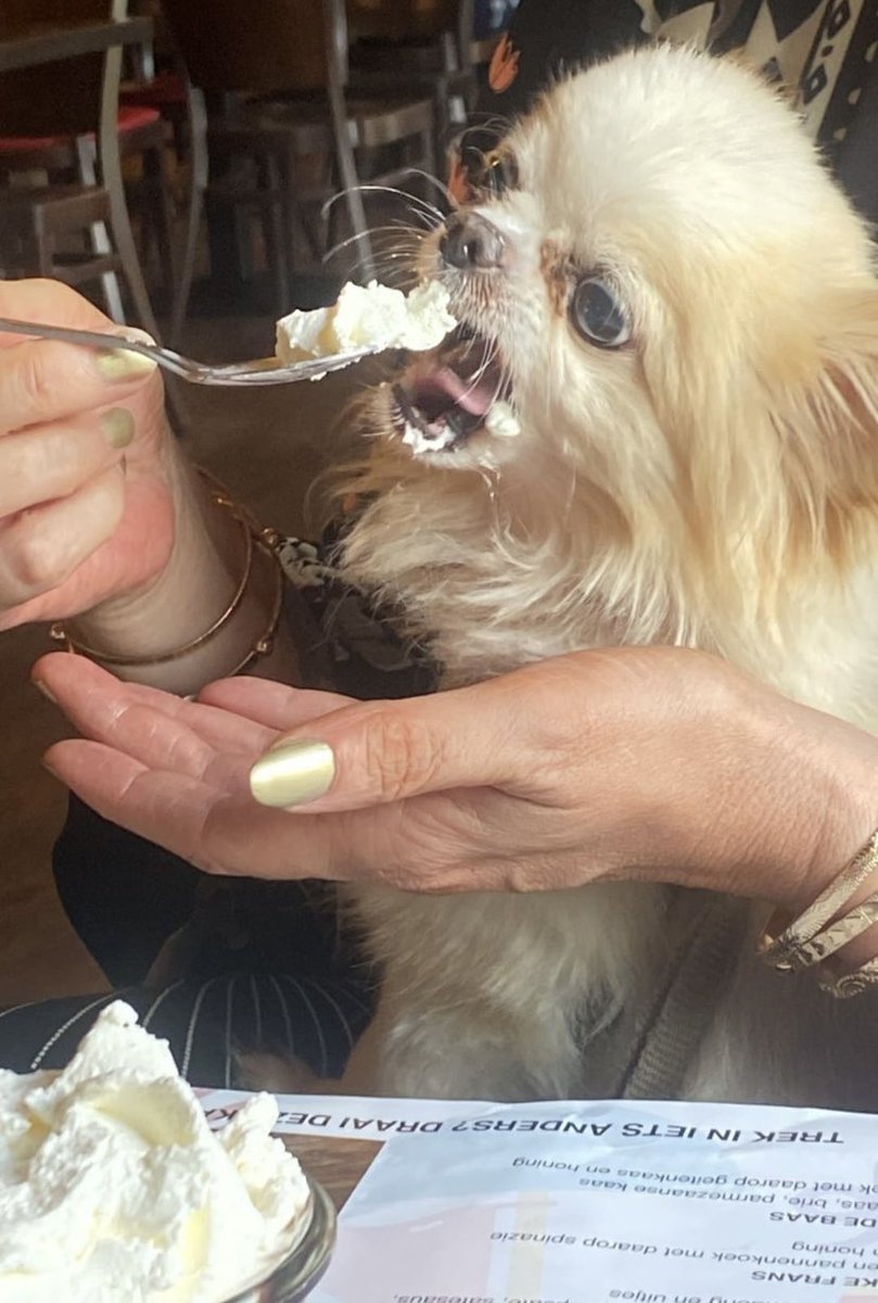 hailludosander's tweet photo. Mijn lieve Appie is 12 geworden vandaag!🥳💓 https://t.co/ejtQ7WjUF6