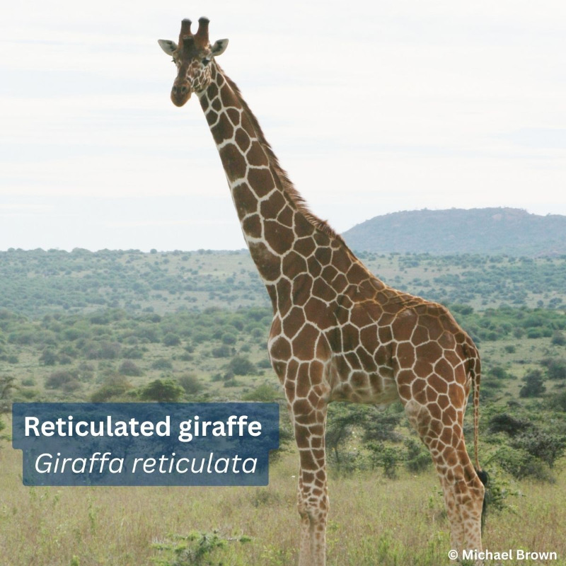 IUCNRedList's tweet photo. Four giraffe species officially recognised in major conservation reclassification, according to a new IUCN report.

The taxonomic update will now guide upcoming IUCN Red List of Threatened Species™ assessments and influence national and international #conservation policies.