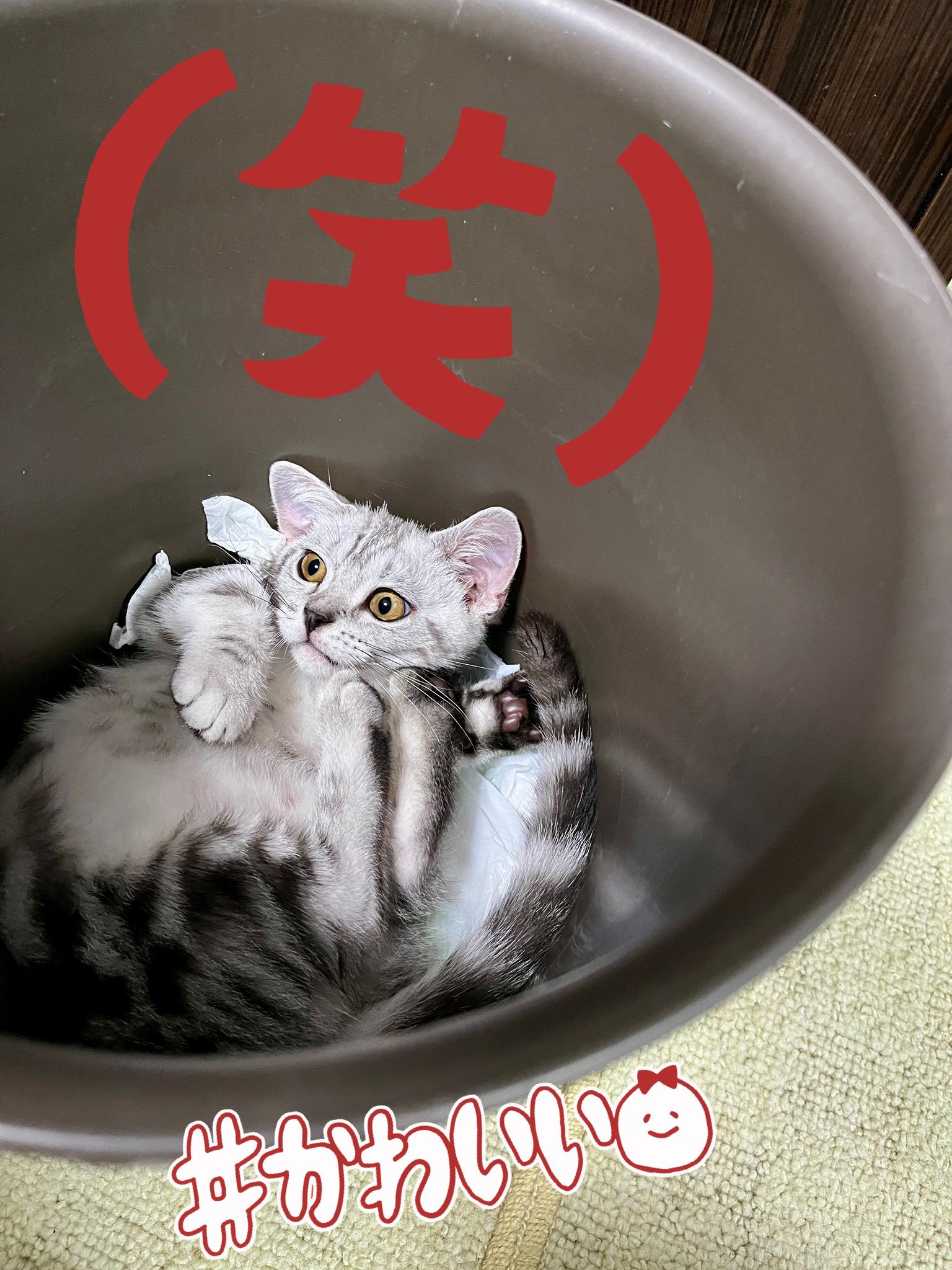 ブリキ　猫　ネコ　ゴミ箱　置き物　ねっこ　ニャンコ BCEN Limited] Cat litter box / Neko mimic - Information