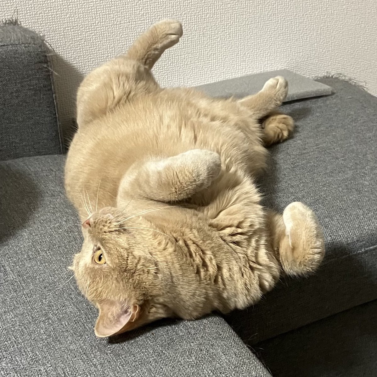 モフ曜日のもふもふ

#猫好きさんと繫がりたい #猫のいる暮らし #ブリティッシュショートヘア