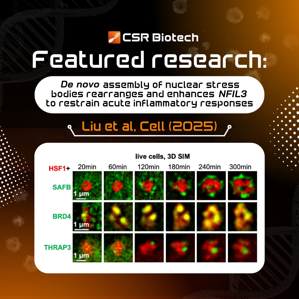 CSRBiotech's tweet image. 🧬 By reorganising genome structure under stress, nSBs enhance NFIL3 transcription and suppress inflammation at the source. Techniques like MI-SIM are designed for exactly this kind of live-cell imaging.
🔗 Read the full study:
doi.org/10.1016/j.cell…

#lifescience
#microscopy