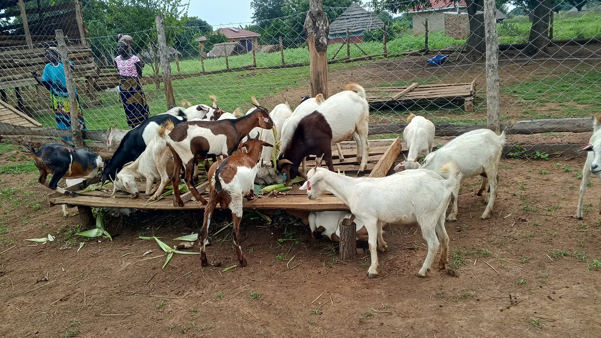 infoNILE's tweet photo. In Amuru District, a group of nine smallholder farmers, mostly women, have turned to goat breeding as a more reliable source of income than crop farming. Members like Esther and Madelena say goat rearing is easier and more profitable, despite challenges.
#GoatBreeding #CSA https://t.co/BVu3cnRvnV