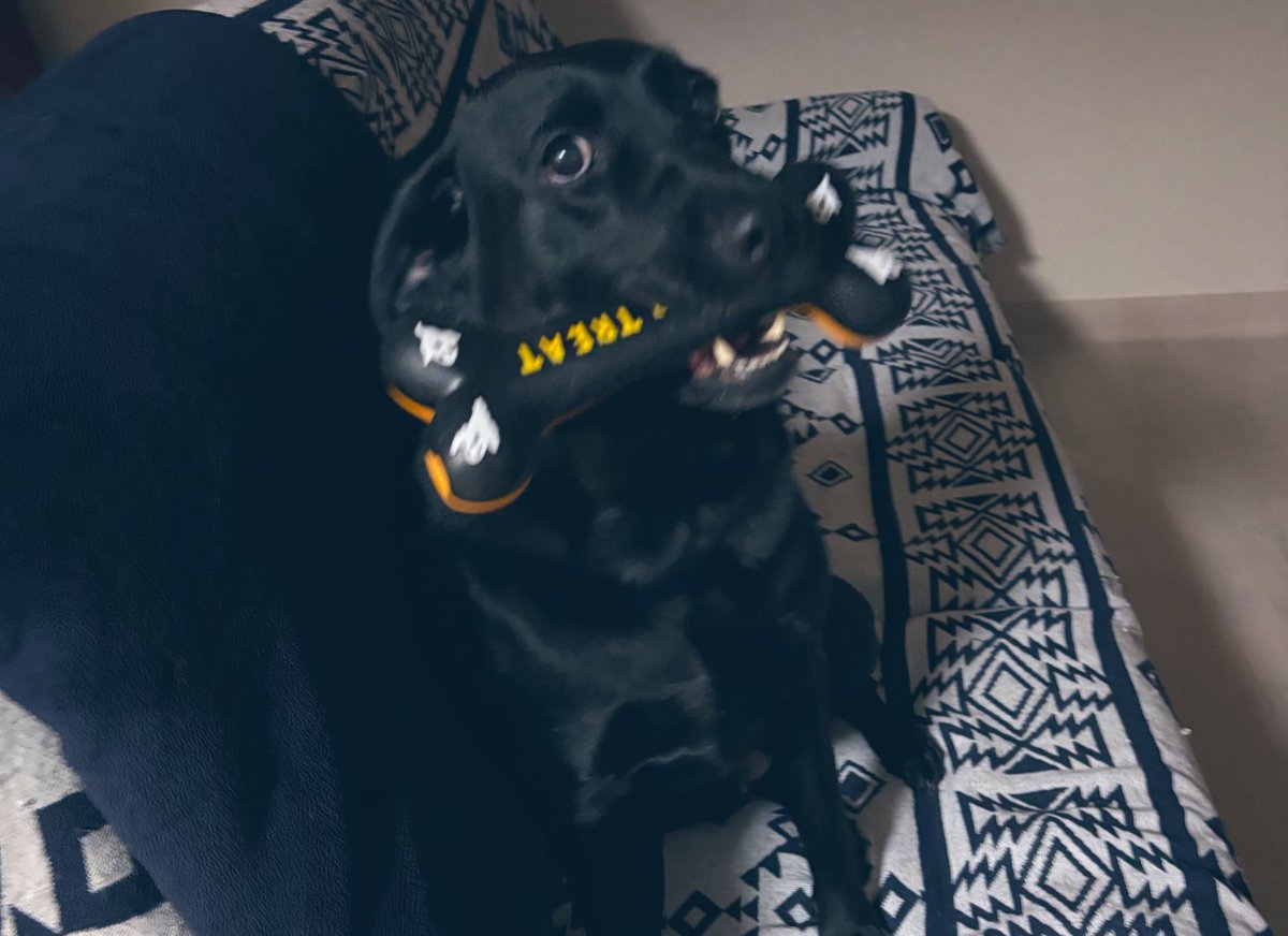 お利口さんにお留守番ができたのでハロウィンデザインの骨さんゲット🦴
ちなみにこちらは2代目です✌🏻