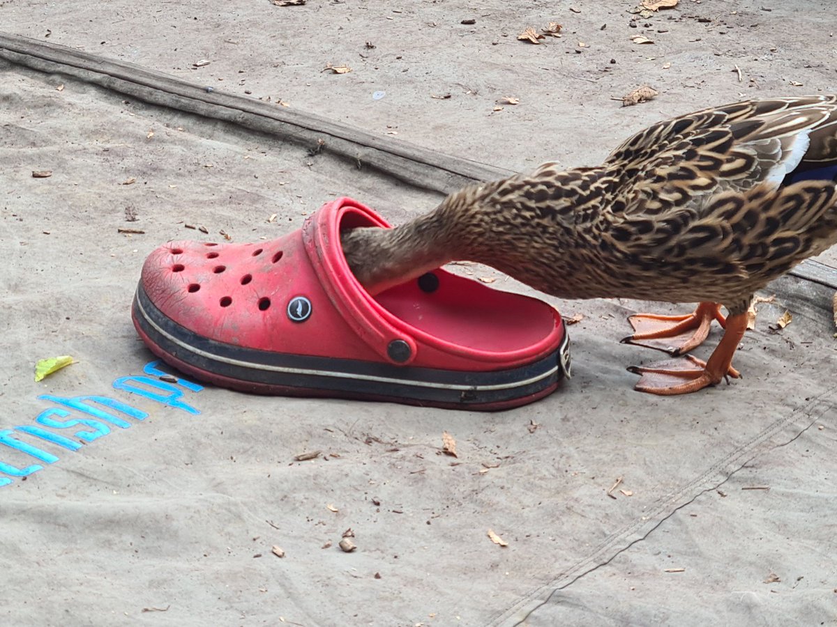 towpathtalk's tweet photo. Crocs on the canal: More reports coming in to Towpath Talk - this Croc was trying to eat a duck. Bravely photographed by follower Simon Crooke... 🤣🤣🦆🦆🐊🐊 https://t.co/VdcS7Epl2I
