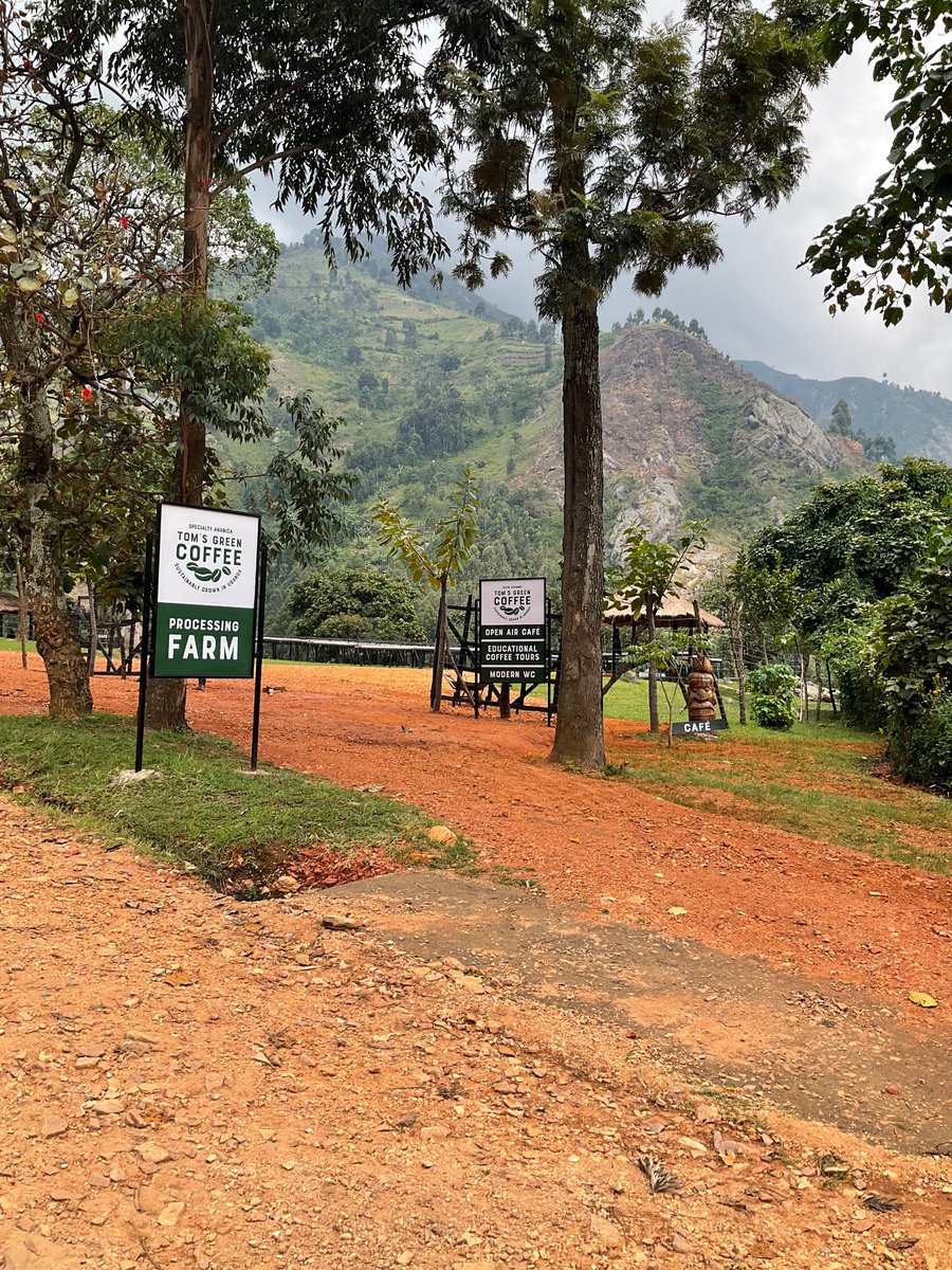 tomceze's tweet photo. @PyeparFaisal We’re not in town Boss, but about 40min away up on mountains. In #Nyakalengijo and #Mihunga.
Ah, yes, we have our #Koffice in #EmbassyKasese, but most likely tomorrow You will not be lucky to get a coffee there : )
Simon 0779 010 670 https://t.co/yqU23LAGQS
