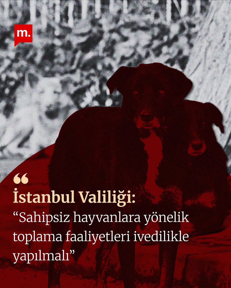 Bu ülkede neredeyse her gün kadın cinayeti oluyor, okulda olması gereken çocuklar çalışırken ölüyor ama gerçek tehlike masum sokak hayvanları öyle mi? Sizden neyi kurtaracağımızı şaşırdık. Kadınlarımızı, çocuklarımızı, işçilerimizi, hayvanlarımızı, ormanlarımızı rahat bırakın!