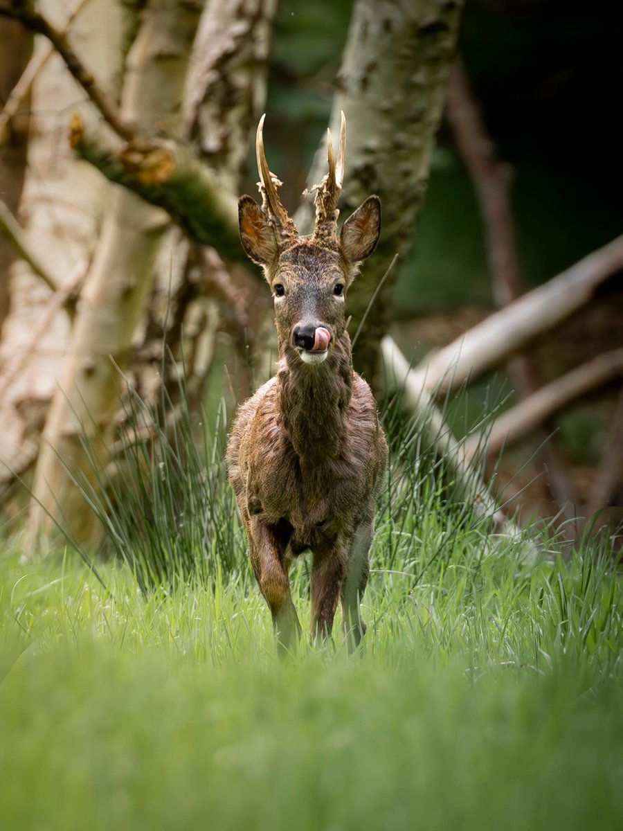 phil_everett's tweet photo. Been away from Twitter/X for a while. What i missed?

Some recent images of a lovely Roe Deer Encounter a short while ago. 

#roedeer #deer #wildlife #wildlifephotography https://t.co/k9vKX7P4Lr