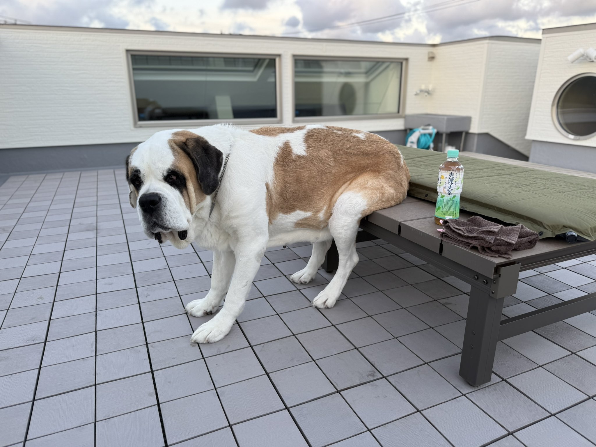 ☆本日限定値下げ☆お座りセントバーナード犬♪ Amazon.co.jp: Hi-Line Gift Ltd 座っているセントバーナード
