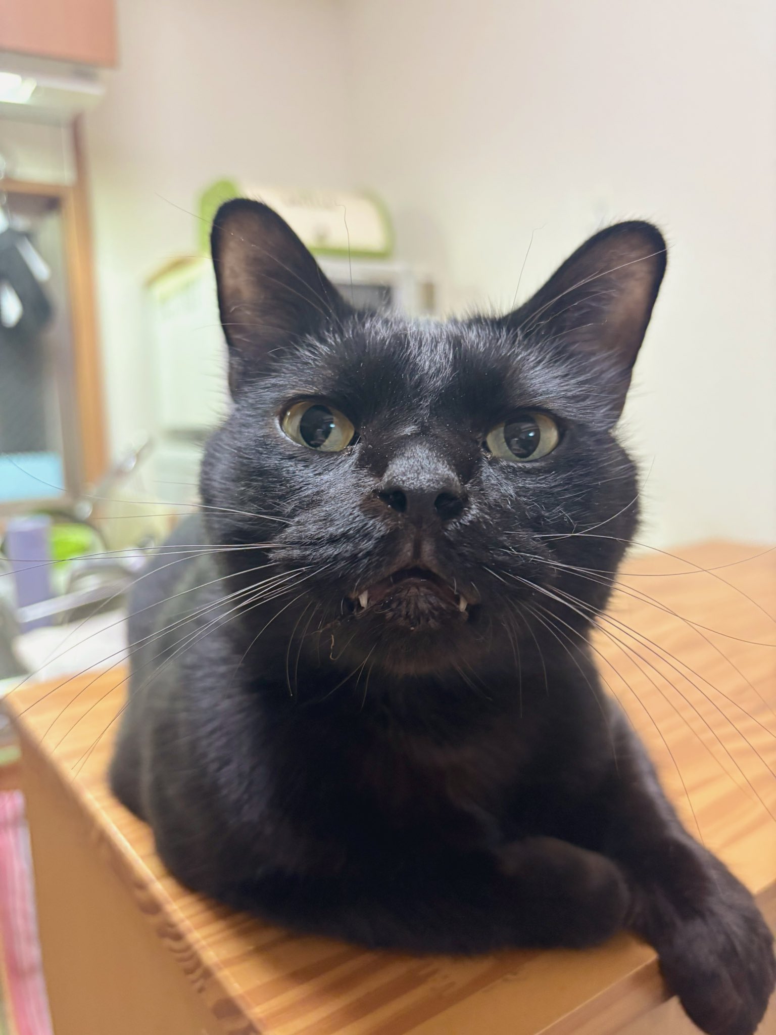 くろねこ＊ページ 黒猫ジジさん on X: 