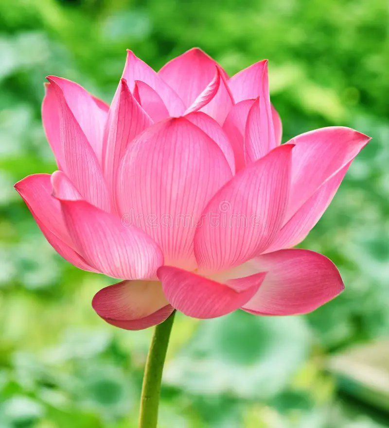 Anirudh Kumar Mishra (Astrologer) tweet media