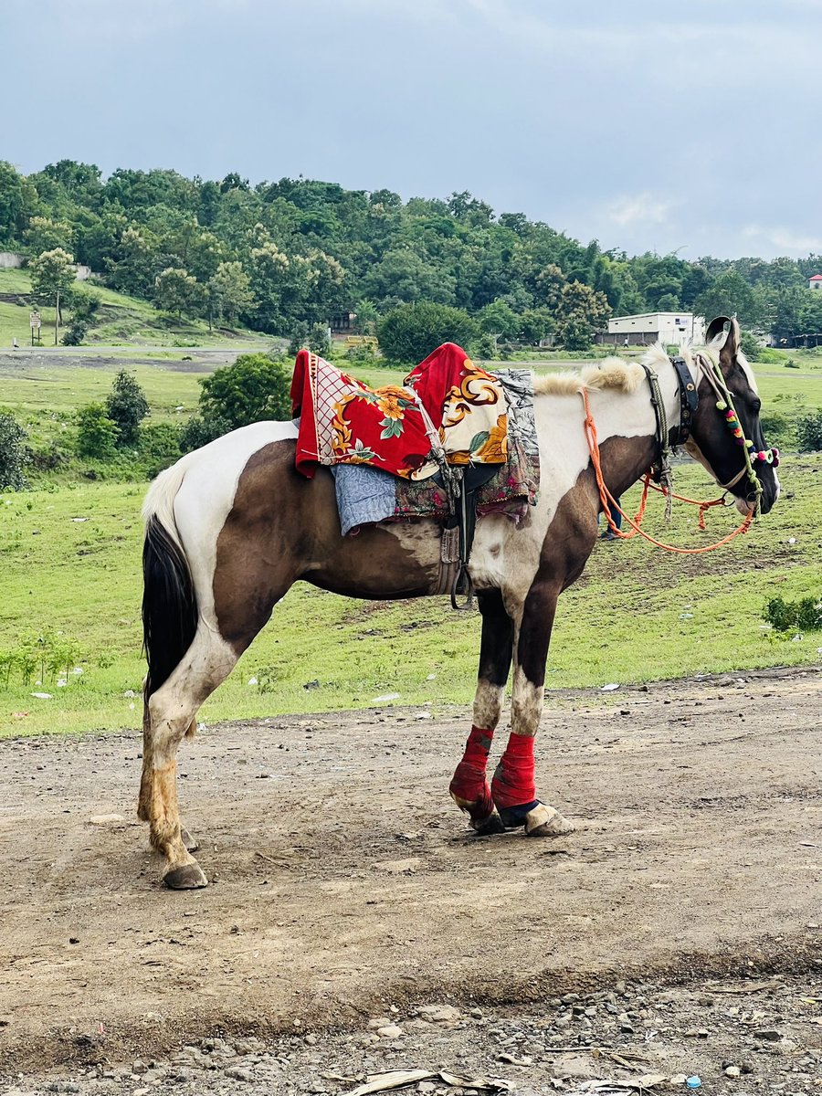 🚨 Urgent Help Needed 🚨
Spotted a horse in Patalmani, Indore, being forced to carry riders despite severe injuries in both front legs. The horse is in visible pain and barely able to stand. 💔
<a href="/for_indore/">People For Animals Indore</a> <a href="/PetaIndia/">PETA India</a> <a href="/IndoreCollector/">Collector Indore</a> @PeopleForAnimals <a href="/CP_INDORE/">Commissioner of Police,Indore</a>
