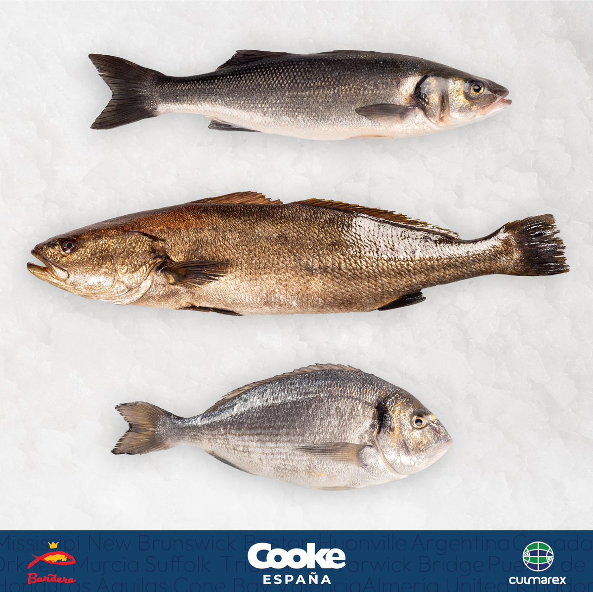 En 𝗖𝗼𝗼𝗸𝗲 𝗘𝘀𝗽𝗮ñ𝗮 ofrecemos tres joyas del Mediterráneo Español:
✨ 𝗟𝘂𝗯𝗶𝗻𝗮
✨ 𝗗𝗼𝗿𝗮𝗱𝗮
✨ 𝗖𝗼𝗿𝘃𝗶𝗻𝗮

#CookeEspaña #ProductoFresco #Lubina #Dorada #Corvina #AcuiculturaSostenible #DelMarATuMesa