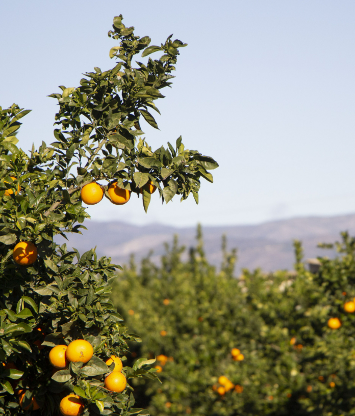 🌾La Comunitat Valenciana t'espera per a viure-la des de la seua arrel.
Descobreix experiències d'agroturisme cooperatiu: passeja entre vinyes,  juga i aprèn en el camp, degusta productes locals i sent l'autenticitat de la nostra terra. 
👉mestresdelsabor.com/agroturismo/
