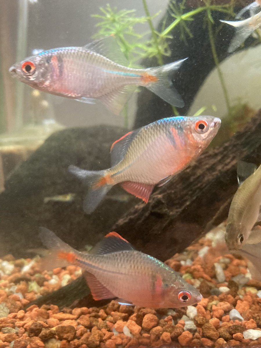 淡水魚 - Search / X