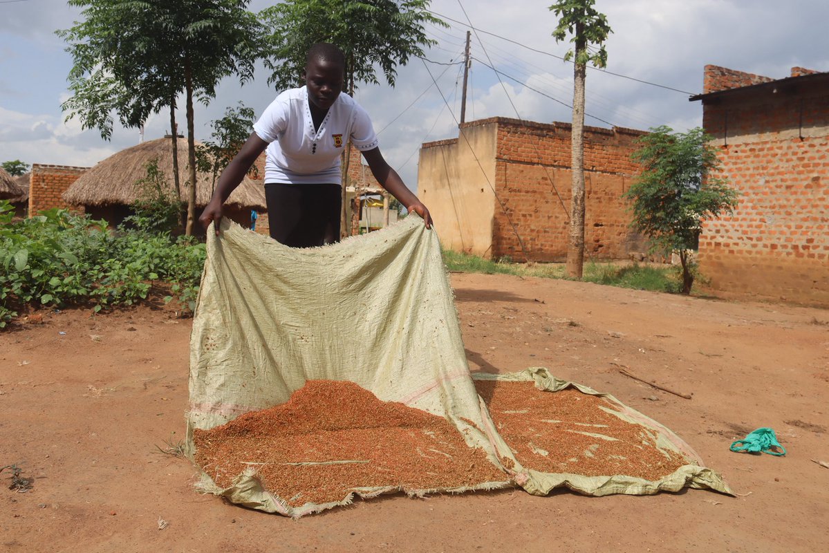 InfoNile (@infonile) on Twitter photo Smallholder farmer Patrick Ogik, inspired by training from <a href="/csjuganda/">ClimateSmartJobs</a>, adopted modern post-harvest practices such as proper spacing, use of tarpaulins, and storage on wooden pallets. These changes have boosted his yields and marketability.
#POSTHARVESTHANDINGEXCELLENCE #CSA Smallholder farmer Patrick Ogik, inspired by training from <a href="/csjuganda/">ClimateSmartJobs</a>, adopted modern post-harvest practices such as proper spacing, use of tarpaulins, and storage on wooden pallets. These changes have boosted his yields and marketability.
#POSTHARVESTHANDINGEXCELLENCE #CSA