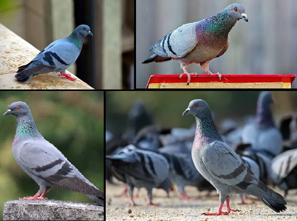knockoutpestca's tweet image. How Trappers Keep Pigeons Away from Your Property in Burnaby! Visit &amp;gt; tinyurl.com/3pm3b326

#pigeoncontrol #pigeoncontrolservices #pigeon #control #burnaby #trapping #birdtrapping #pigeontrappers #burnabywildlifecontrol #pestcontrolburnaby #birdremoval