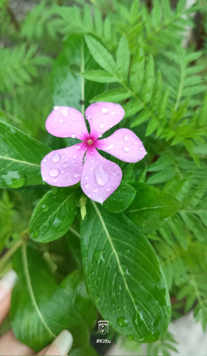 तुम,,मैं और #सदाबहार 🪻🥰
#click 
📸 #kittu_baba
