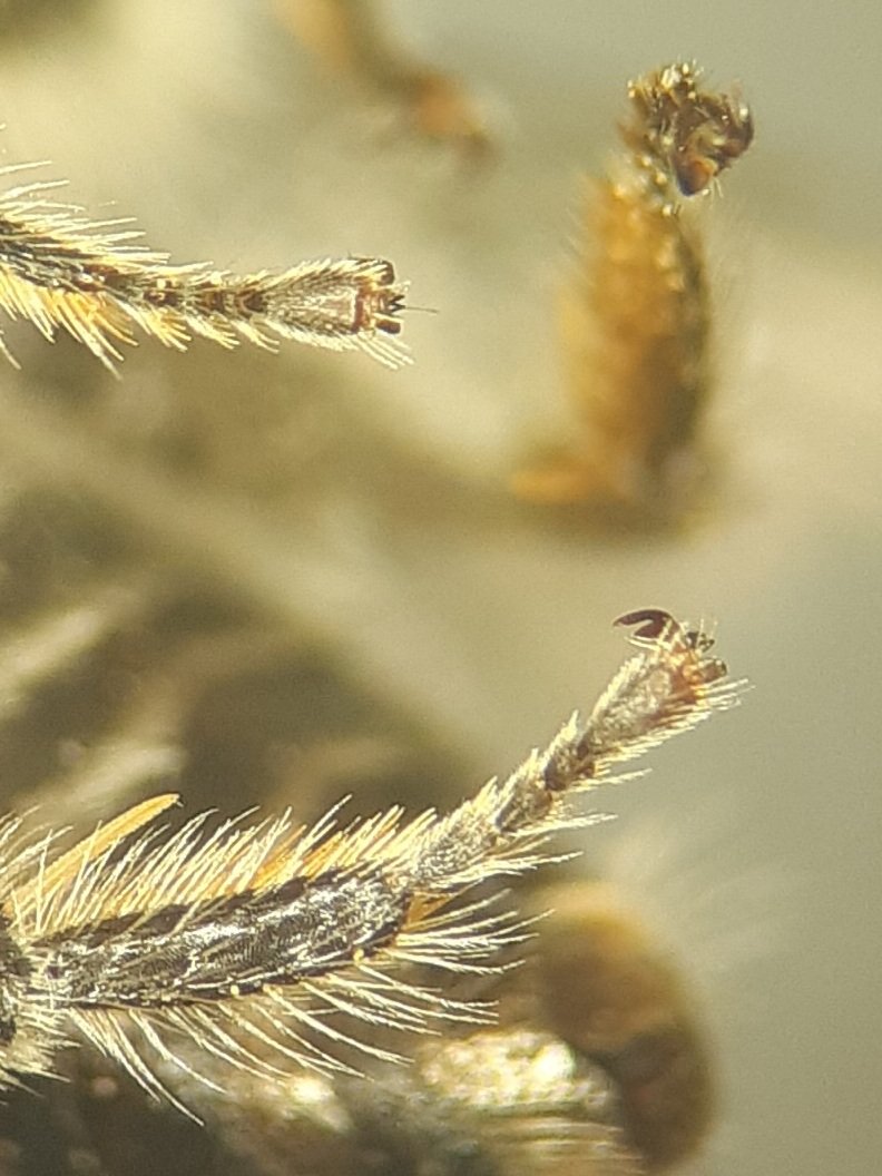 David Basham tweet media