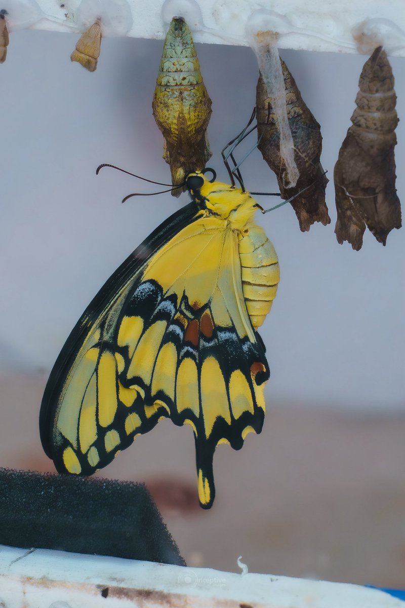 iaminceptive's tweet photo. My thing is wildlife and nature photography. What's your thing? https://t.co/ODHCzfoJR4