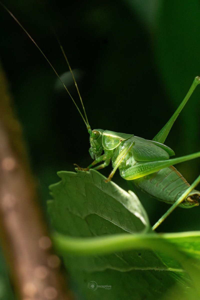 My thing is wildlife and nature photography. What's your thing?