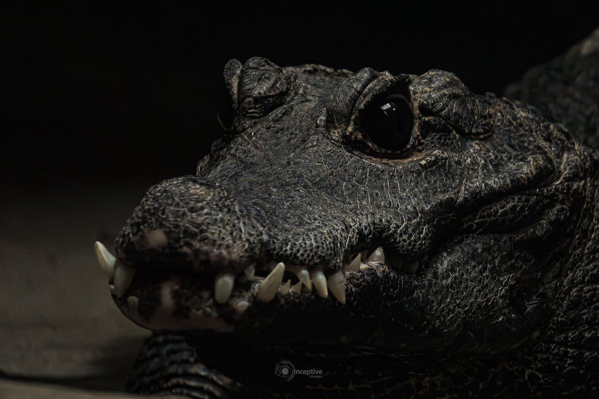 iaminceptive's tweet photo. My thing is wildlife and nature photography. What's your thing? https://t.co/ODHCzfoJR4