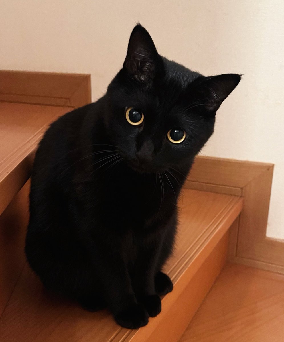 uni_kuroneko's tweet photo. かわいくお出迎え。

#黒猫 https://t.co/oGT4cSimgp