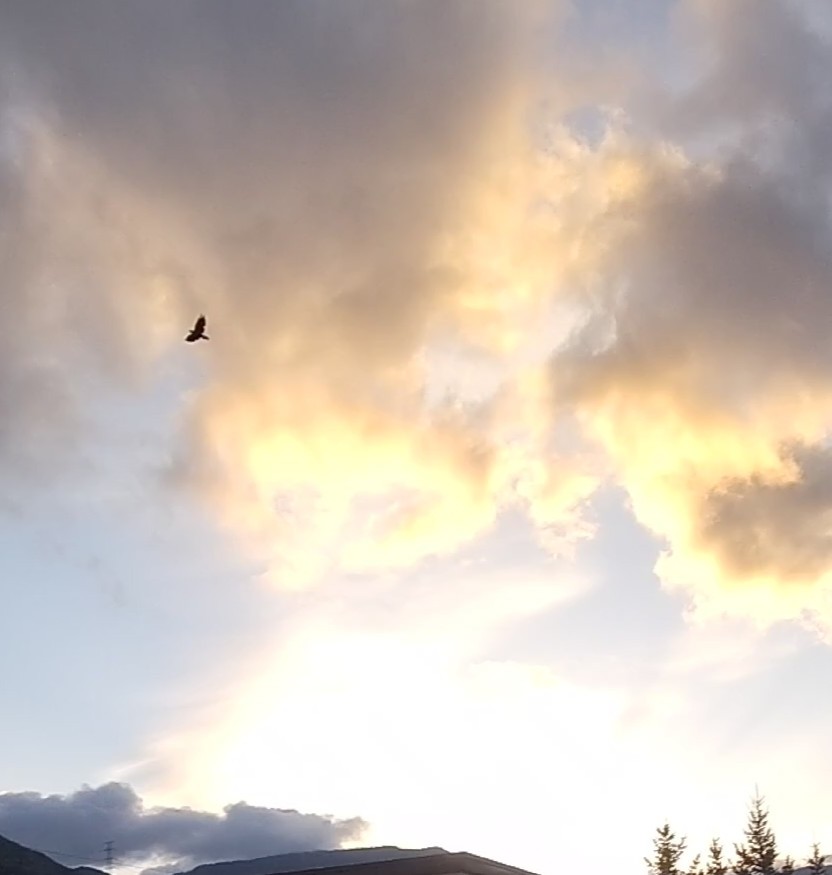 Yoko♡窓辺のあじさい♡雨上がりのあじさい♡もくもく雲のガーランド❇︎ moiwayamao on X: 