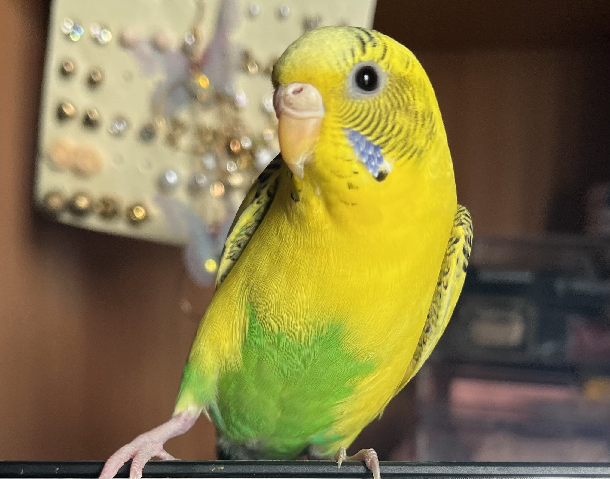 真緒ページ】 「インコ☆オールスターズ」「ウロコインコさん