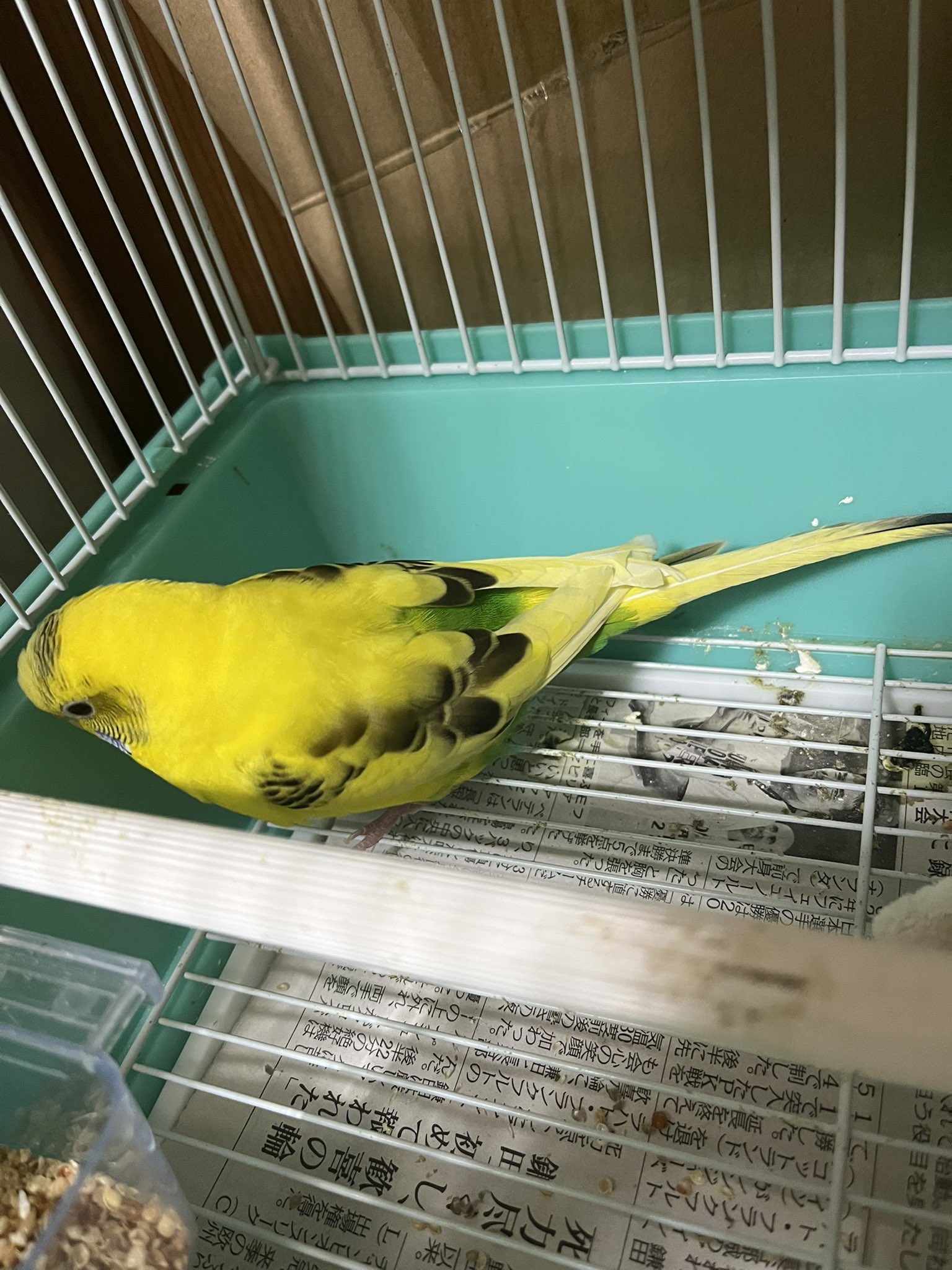 インコ - Search / X