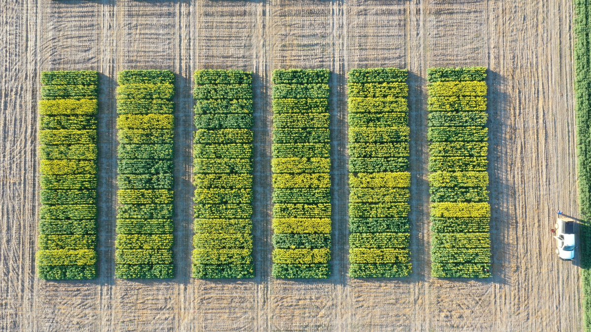 Grant Thompson (@grantcropcircl1) on Twitter photo GRDC NVTs and <a href="/ActiveAgriAUS/">Active AgriScience Australia</a> research trials at Yuna, Midwest WA. Recently visited by the Northern Agri Group. Excellent engagement by a great grower group.
#NVTprovider
<a href="/theGRDC/">GRDC</a>
<a href="/GRDC_NVT/">GRDC National Variety Trials (NVT)</a> GRDC NVTs and <a href="/ActiveAgriAUS/">Active AgriScience Australia</a> research trials at Yuna, Midwest WA. Recently visited by the Northern Agri Group. Excellent engagement by a great grower group.
#NVTprovider
<a href="/theGRDC/">GRDC</a>
<a href="/GRDC_NVT/">GRDC National Variety Trials (NVT)</a>