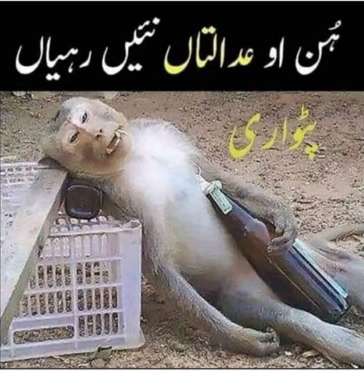 آج کے فیصلے کے بعد پٹواری دل برداشتہ