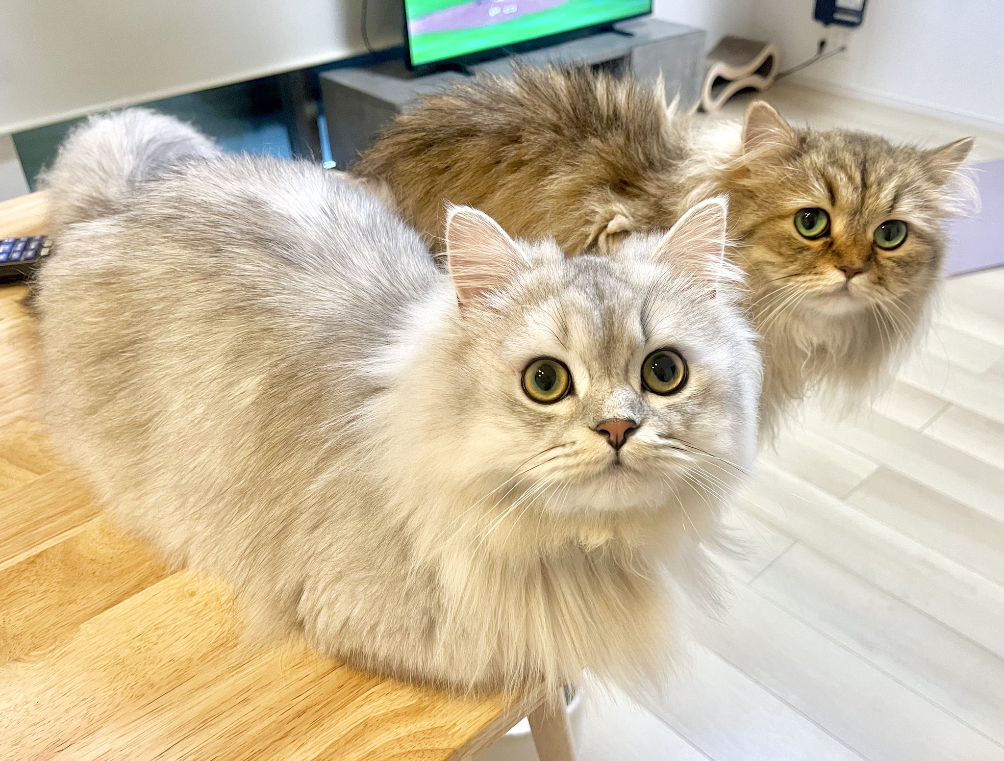 サイヤ猫 おこげ🐾サイベリアン on X: 