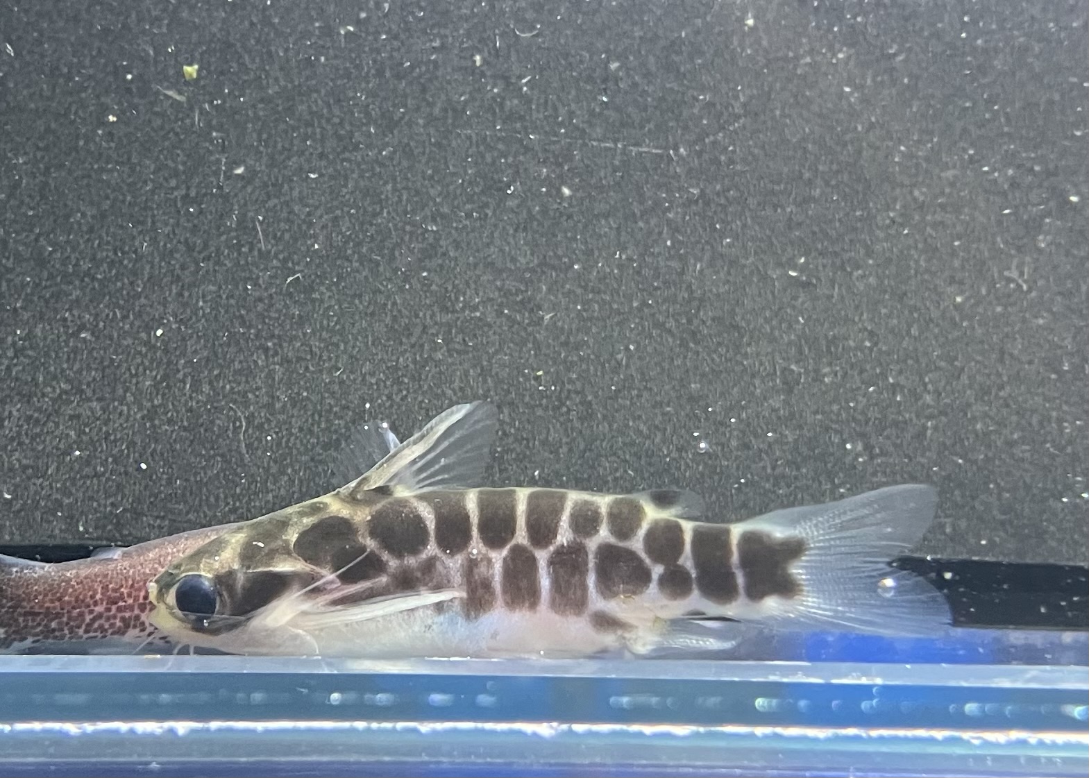 【新品、未使用・静岡 熱海限定・ 花火大会ver・金魚⭐️キティレア⭐️ 金魚花火 ／ 大塚愛 cover 多重録音 - YouTube