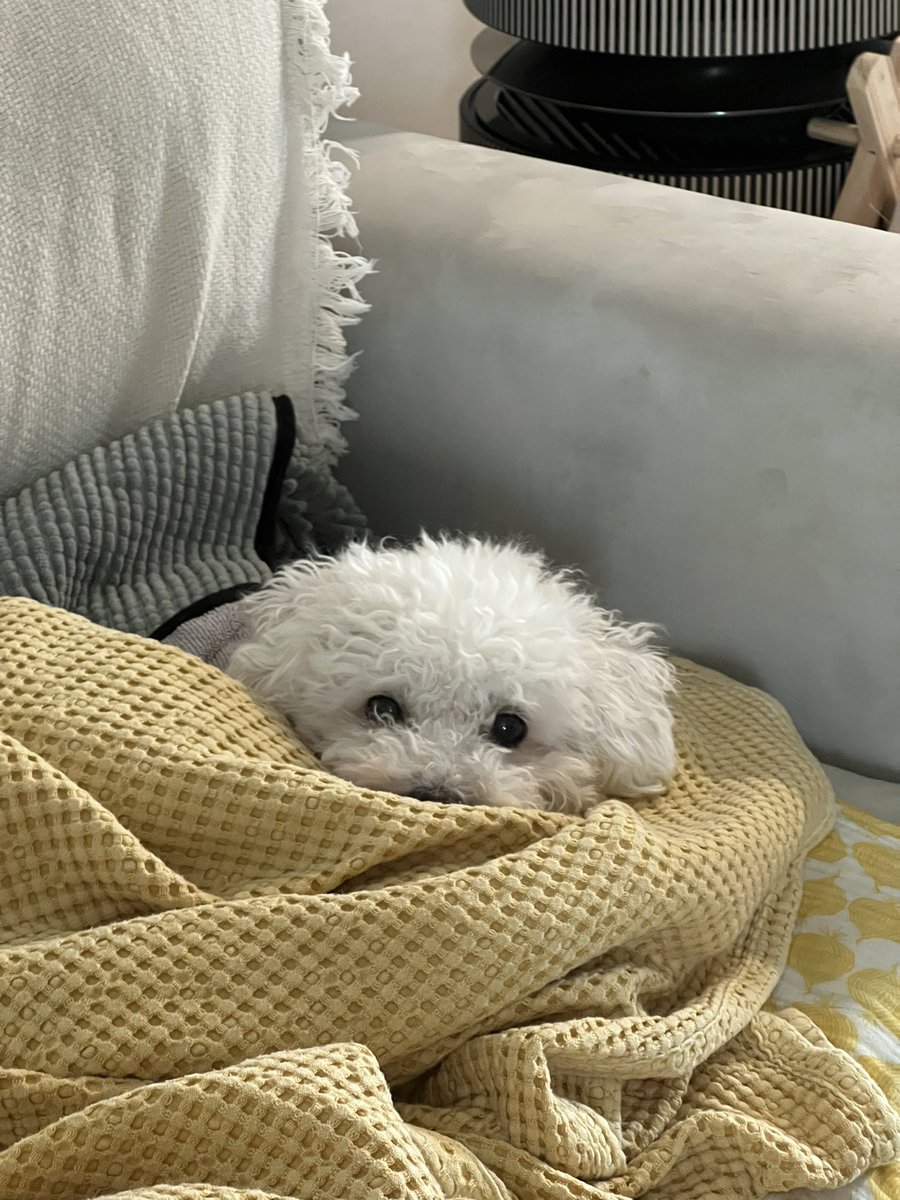 목욕 후 수건을 칭칭감고 에어컨 빵빵하게 틀고 이불에 폭 파묻히기 좋아하는건 인간도 강쥐도 마찬가지 🐾