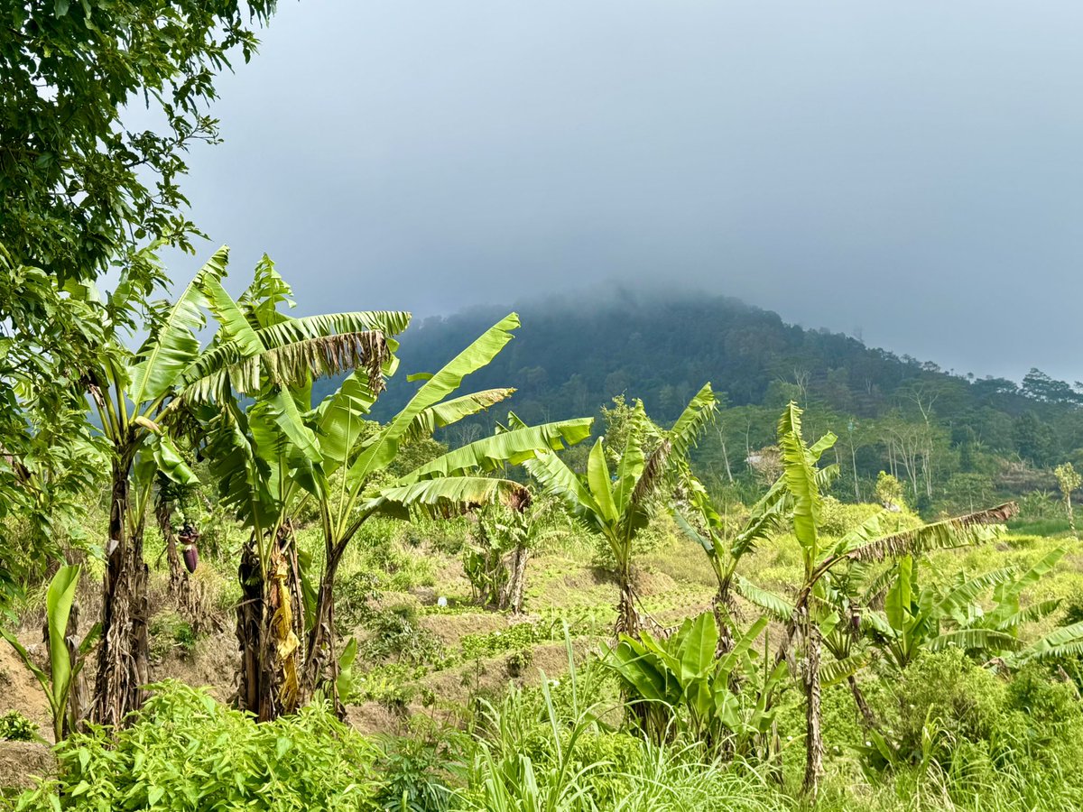 Day 5 - Complete!! 🇮🇩🇮🇩🇮🇩#IndonesiaJungleChallenge