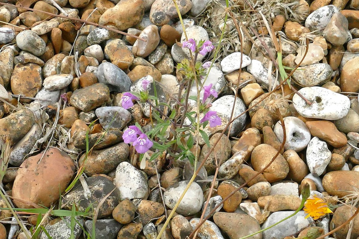 dave brown tweet media