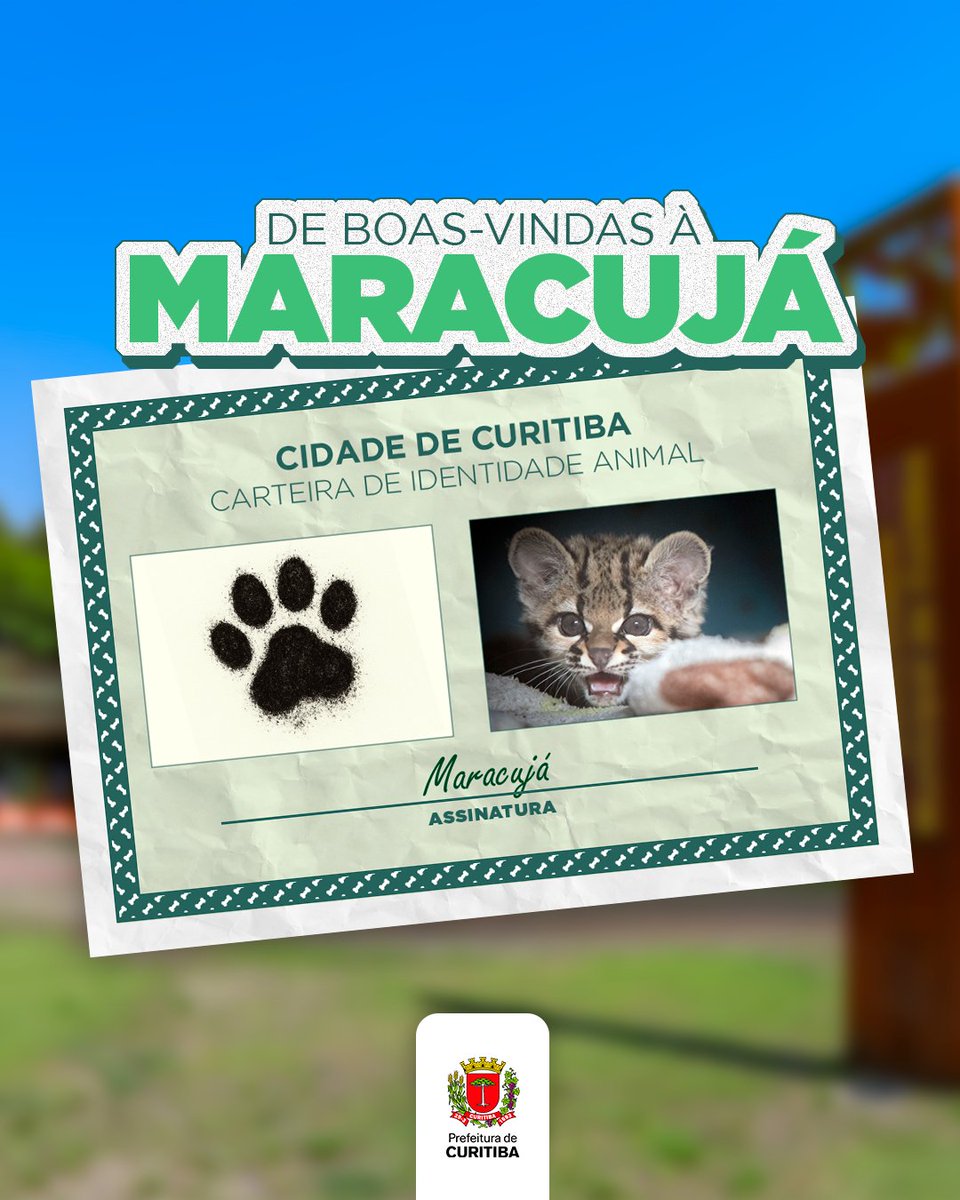 A nova gatinha-maracajá do Zoo de Curitiba já tem nome oficial: Maracujá! 💚🐾

Agora é só esperar mais alguns dias para visitar a nossa nova moradora de pertinho,  na área de visitação do Zoológico.