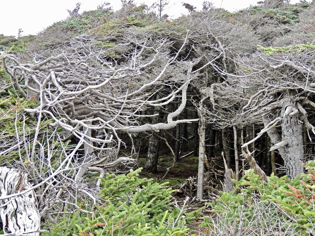 Stan Collins tweet media