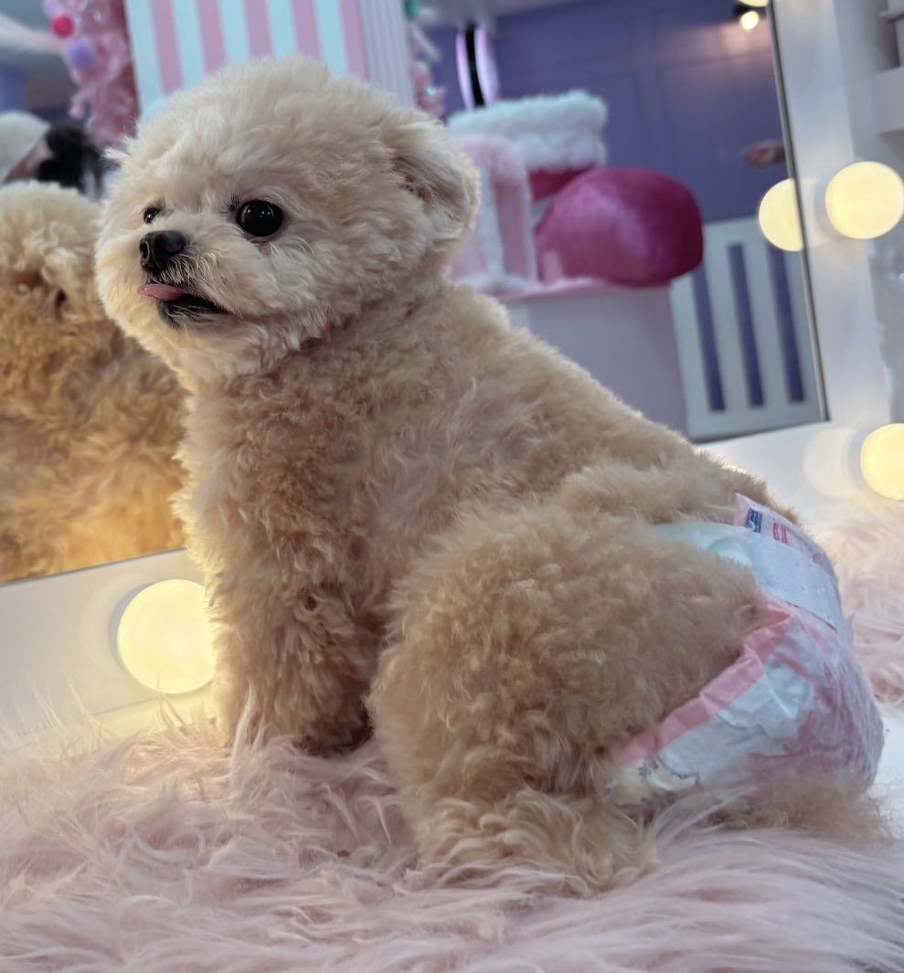 オムツが似合う🧸

#ポメプー