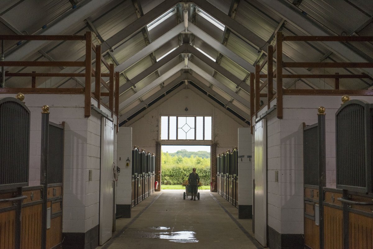 🎉✨ GCSE Results Day is here! Maybe it's time to start thinking about your next step... 

Want to do something practical? Or something to do with horses? Why not think about an apprenticeship in the breeding industry? 

Find out more 👉 ow.ly/3PGI50WG4UP

#GCSEResults