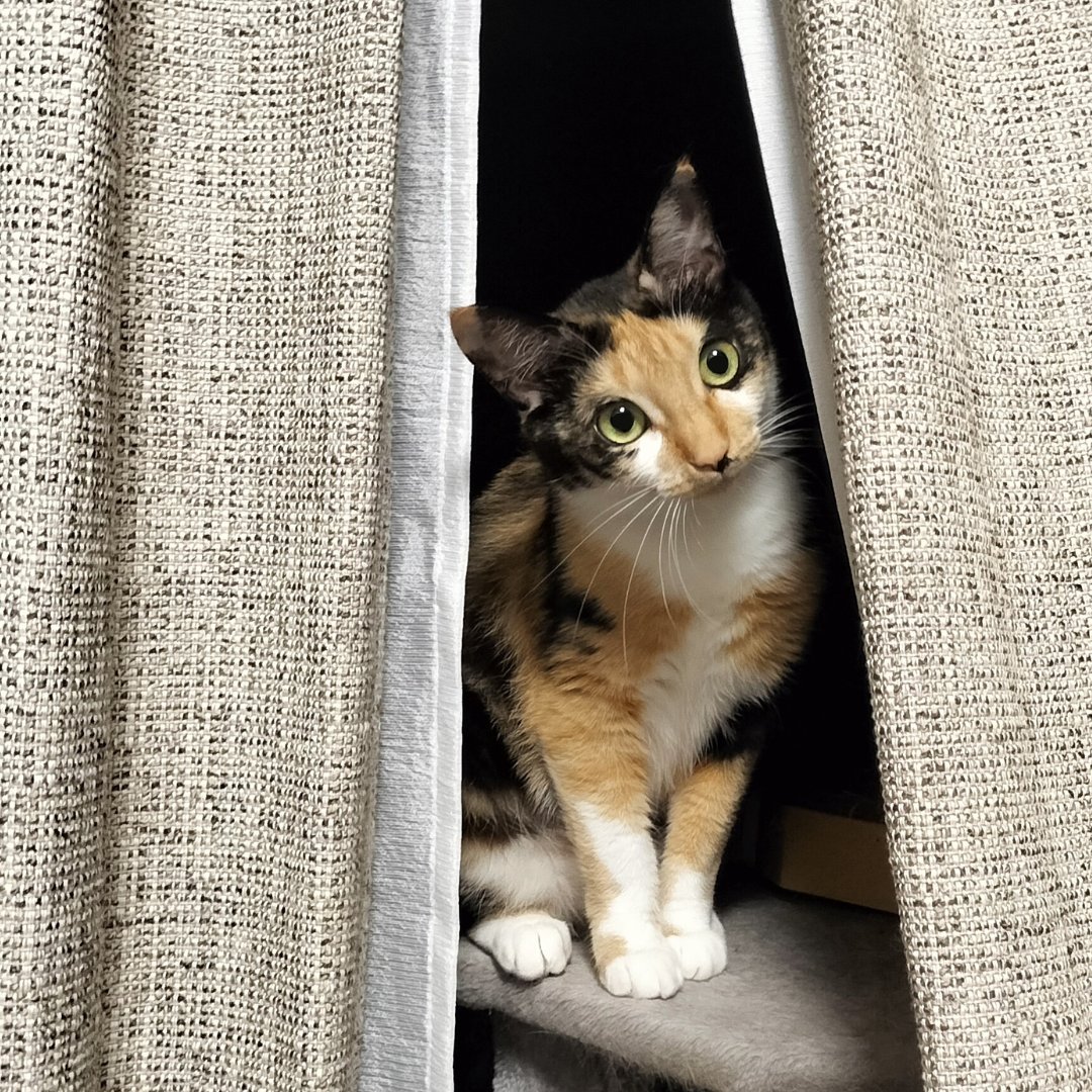 首傾げてぶりっこ！

#里親募集中 #保護猫 #猫 #三毛猫 #猫好きさんと繋がりたい #猫のいる暮らし #猫のいる生活 #預かりボランティア #Cat #catlife