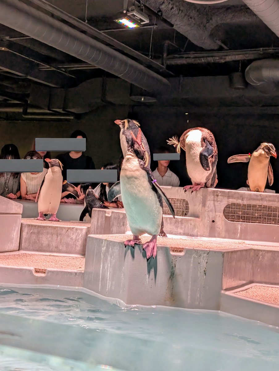 おペンギン