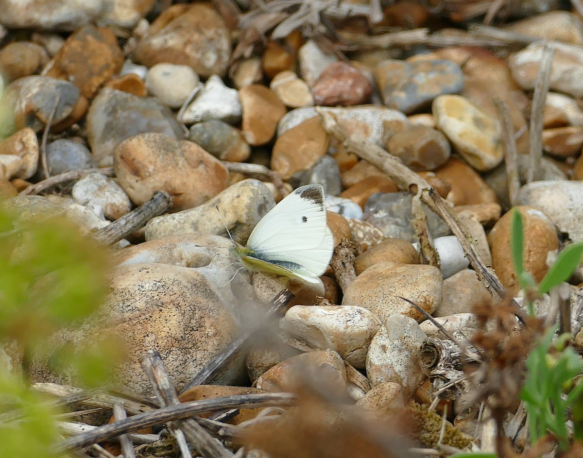 dave brown tweet media