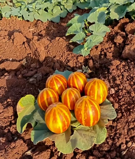 Aynştayn Hoca Efendi.. tweet media