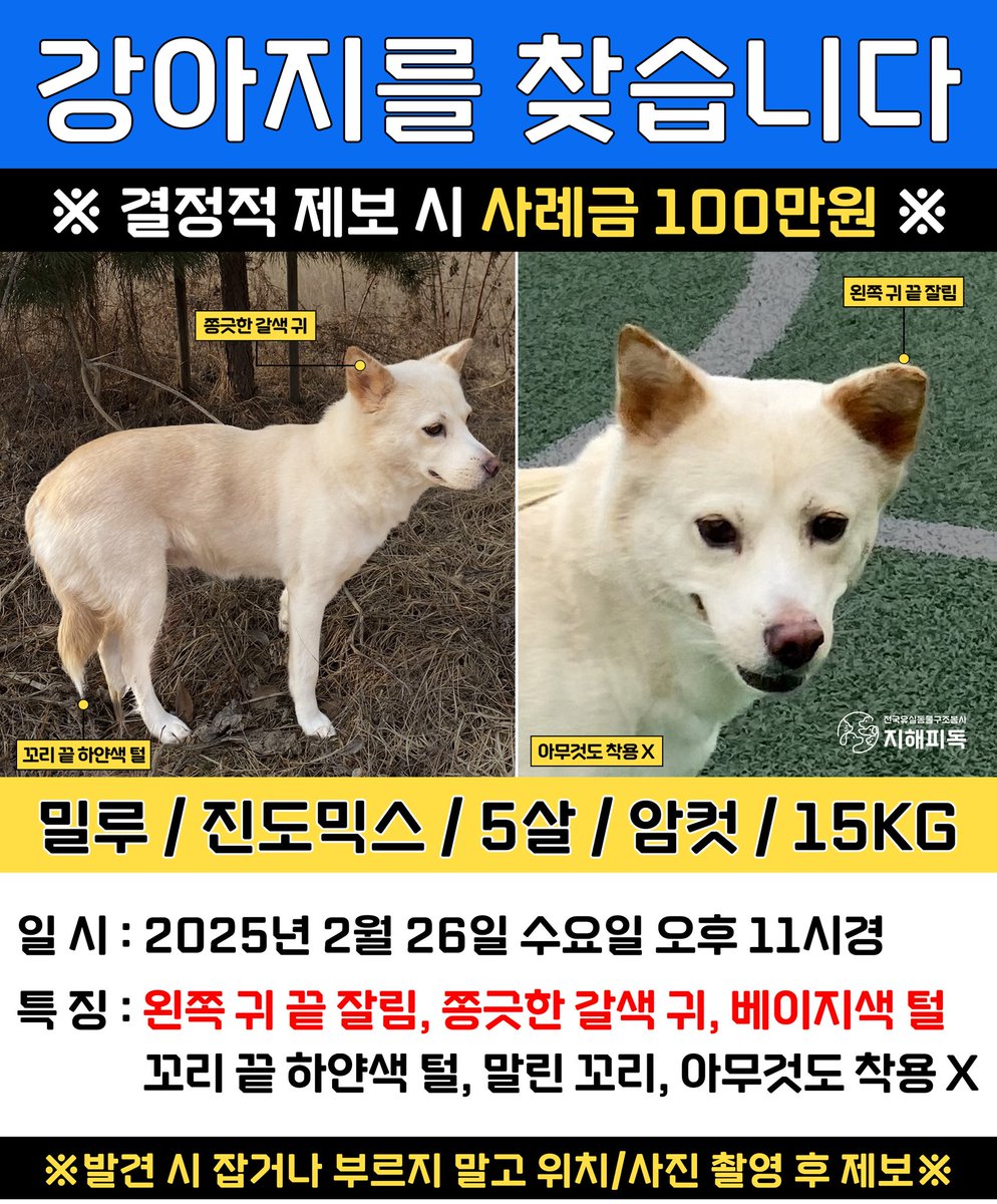 shoraight's tweet photo. 몇 달 전에 알티 탔던 베이지색 백구 밀루🐕 아직 찾는 중이래 중성화 안된 상태로 유실되서 출산 가능성 있고 2월 말에 서울 용산에서 잃어버려서 서울, 경기지역 산, 강가, 늪지 등에 있을 수 있으니까 다시 한번 보고 밀루🐕를 기억해주라 그리고 혹시 동네에 출산한 진돗개 있으면 한번 더 봐줘요 https://t.co/fNdAv00pli